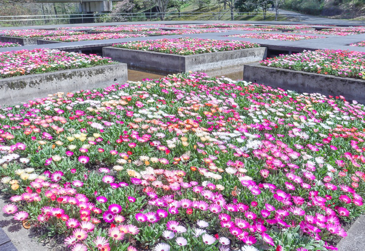 リビングストンデイジー・水上花壇4月12日（3）.JPG