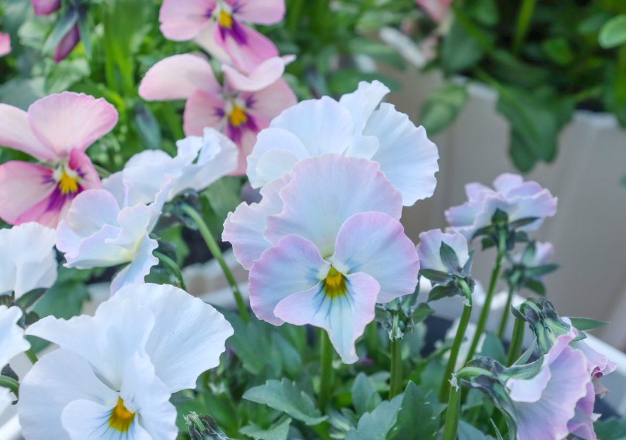 人気投票第二位　ビオラ「トワイライトヴェール」