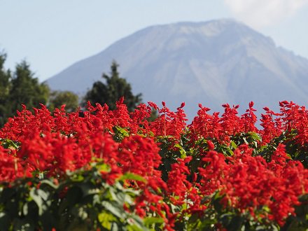 大山と花の丘