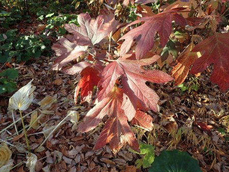 2025.11.30 (紅葉の庭2) (カシワバアジサイ1).JPG