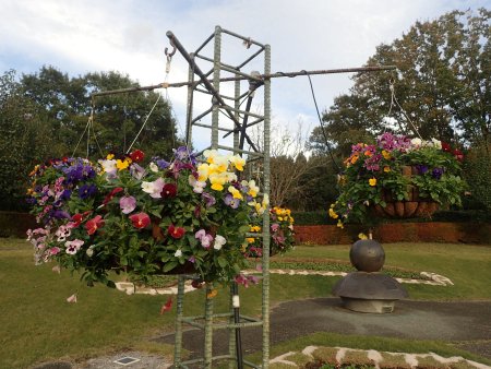 2025.11.4 (霧の庭園) (パンジーハンギング21).JPG