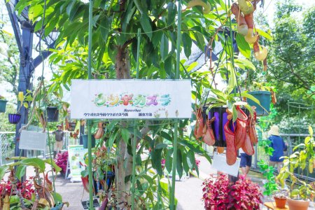食虫植物ジオラマ
