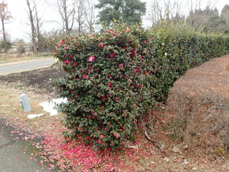 2026.2.15 (サザンカ) (32).JPG