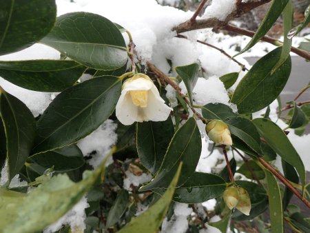 2025.12.4 (ツバキ白227).JPG