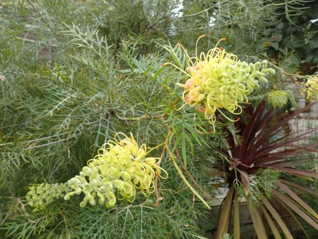 2026.1.20ドーム (グレビレア・ピーチズアンドクリーム14).JPG