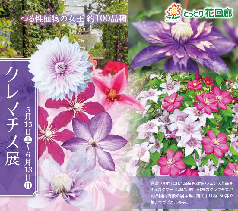 クレマチス展 とっとり花回廊 クレマチス展 とっとり花回廊