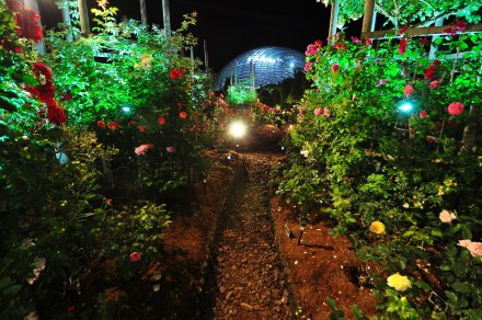 夜間のつるバラの森