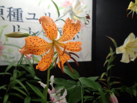 2024.7.15 (原種ユリ展・キヒラトユリ26).jpg
