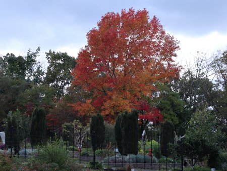 ヨーロピアンガーデン