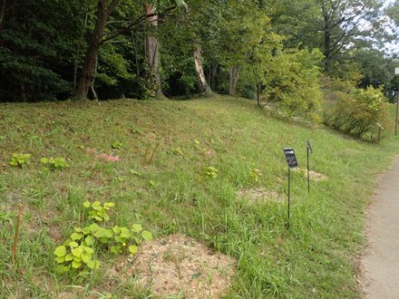 山野草の丘リコリス全景5.jpg