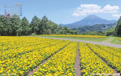 マリーゴールドの壁紙