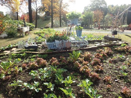 2025.11.11 (ハーブ園22) (野菜畑22).JPG