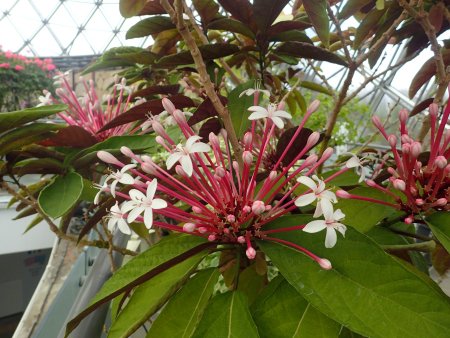 2025.12.31 (クレロデンドルム・クアドリロクラレ10).JPG