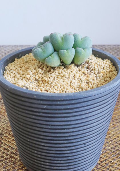 人気投票第５位