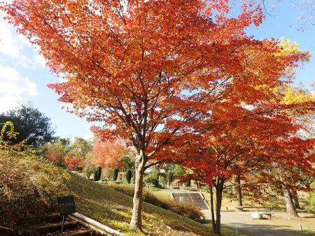 2025.11.11 (ヤマボウシ40).JPG