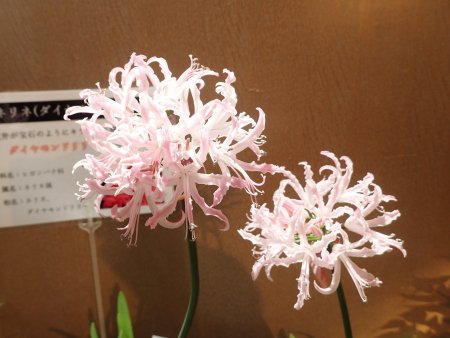 2025.11.30 (東館9) (ネリネ花3).JPG