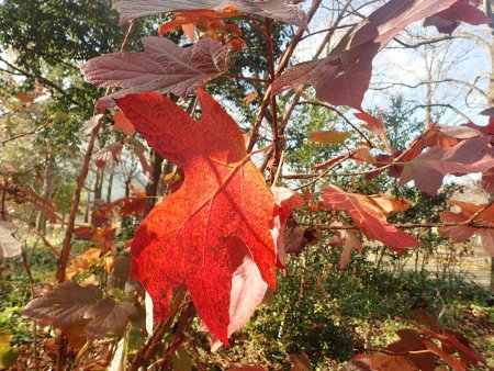 2025.12.9 (紅葉の庭) (カシワバアジサイ2).JPG