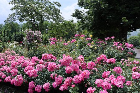 つるバラの森