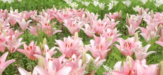 秘密の花園