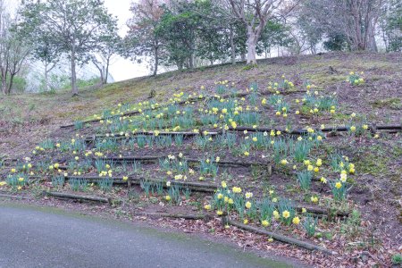 スイセン・花の谷～ドーム4月10日1.JPG