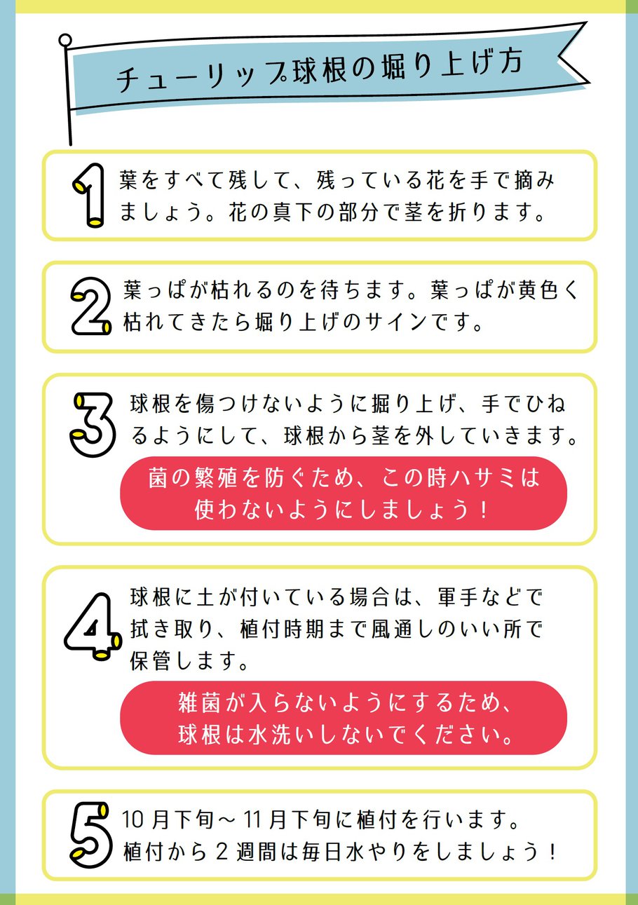 参考 チューリップ大特価セールでご購入された方へ とっとり花回廊