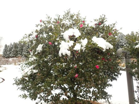 2025.12.4 (霧の庭園外周・赤サザンカ223).JPG