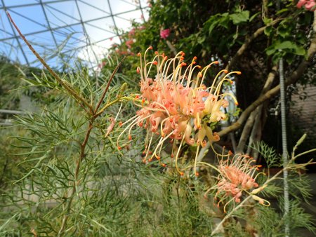 2025.10.28 (フラワードーム) (グレビレア29).JPG