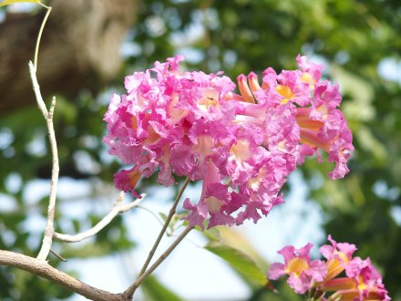 ドーム）ピンクイペー2026.2.5   (1).JPG