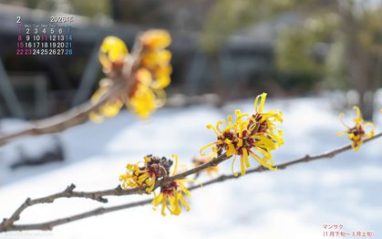 マンサクの壁紙