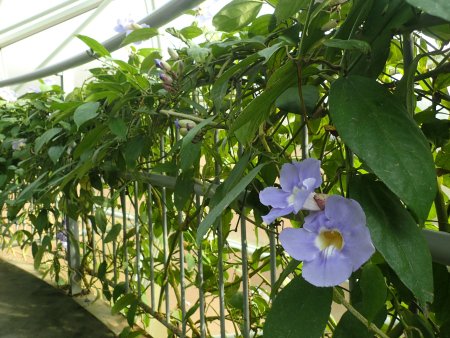 2025.12.23 (南館67) (ベンガルヤハズカズラ13).JPG