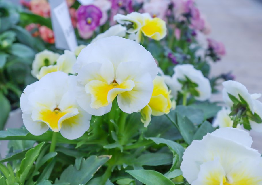 人気投票第四位　ビオラ「カナリアウェーブ」