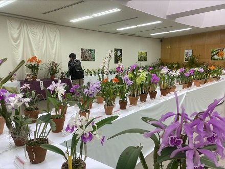 米子洋ランの会