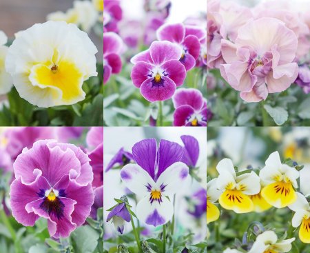 パンジービオラ展