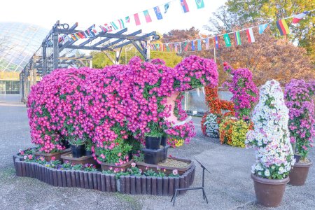 菊のトピアリー展・プロムナード11月15日（1玉入れ）.JPG