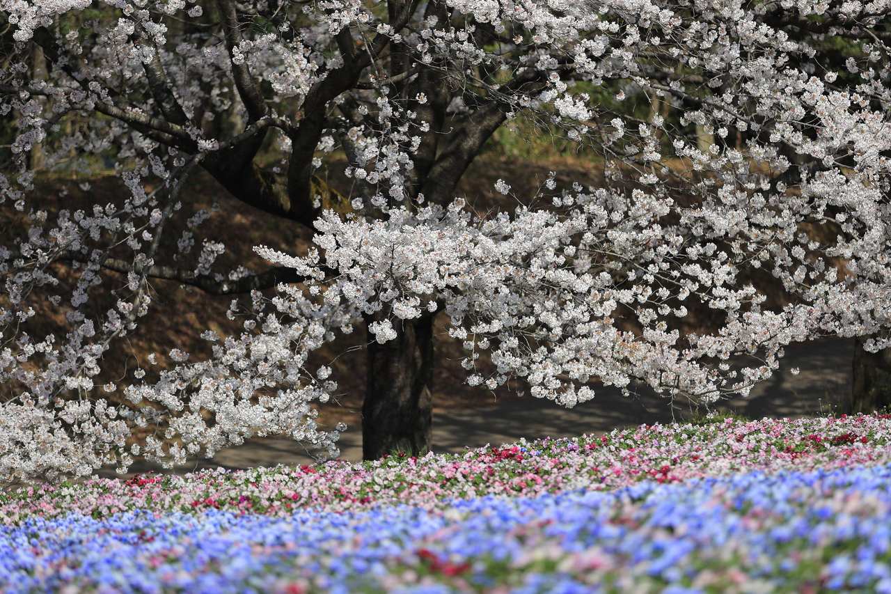 満開の桜と花畑のコントラスト