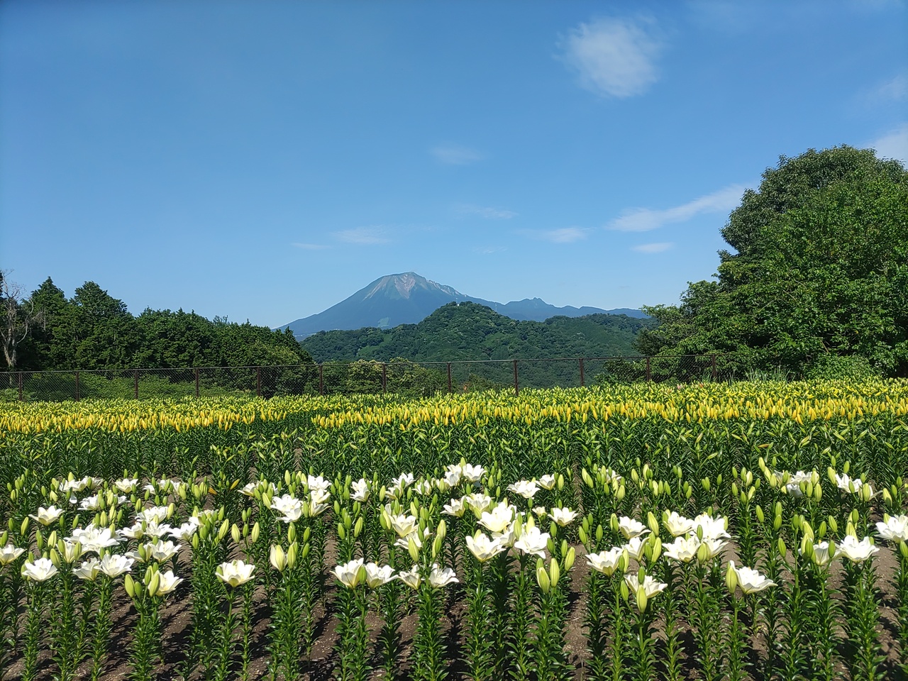 空と百合と大山と