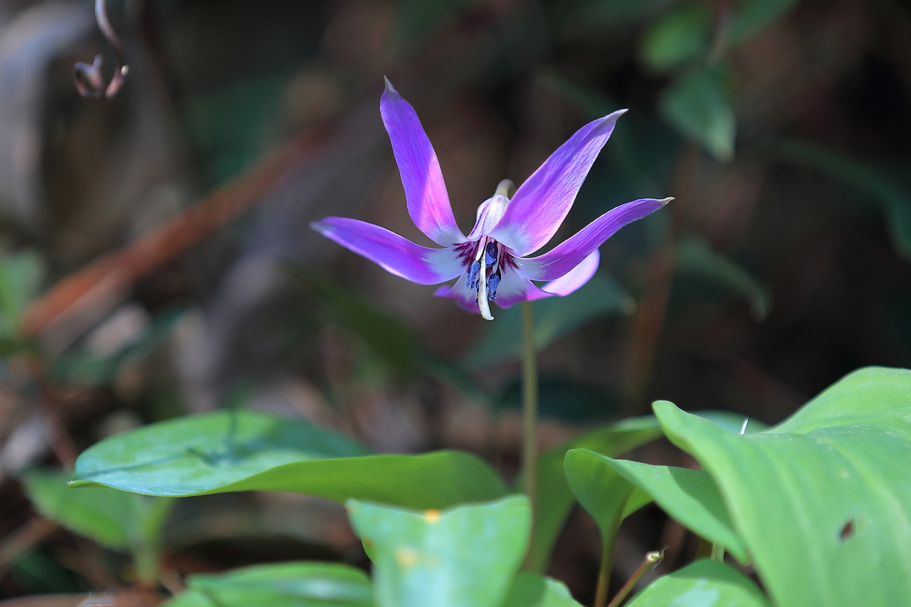 春の妖精カタクリの花