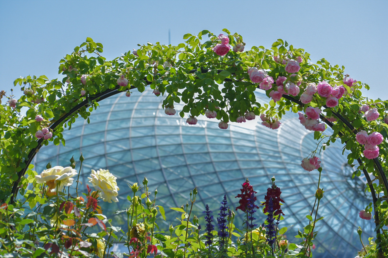 フラワードームの花冠