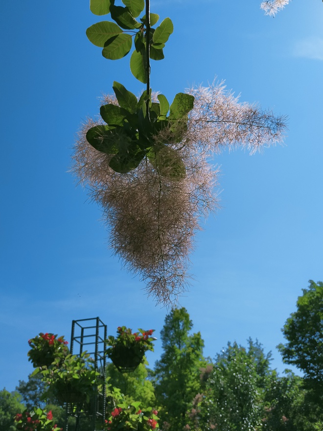 スモークツリー