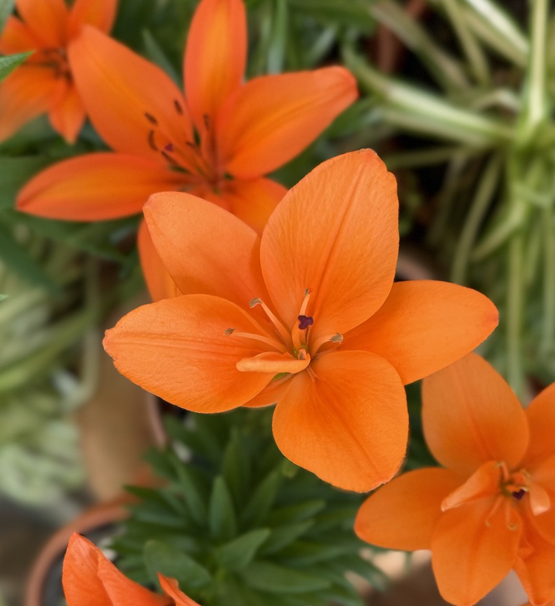 ゆりがユリを撮った！