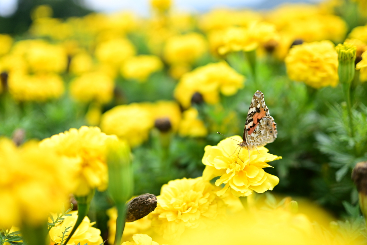 沢山のお花に誘われて。