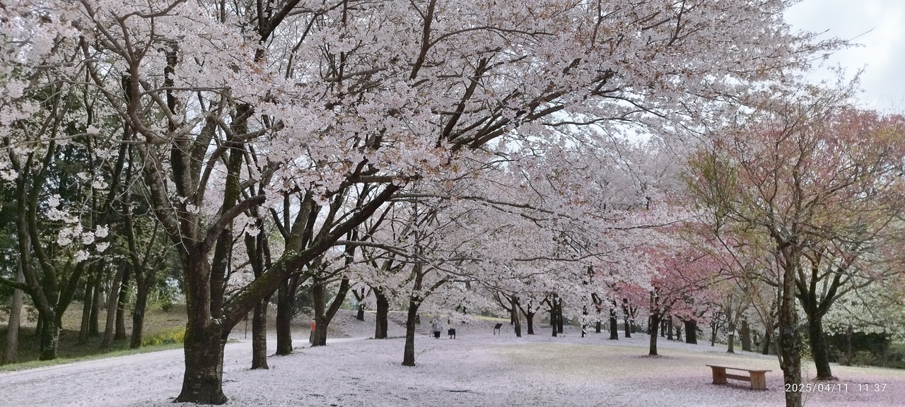 癒やされました
