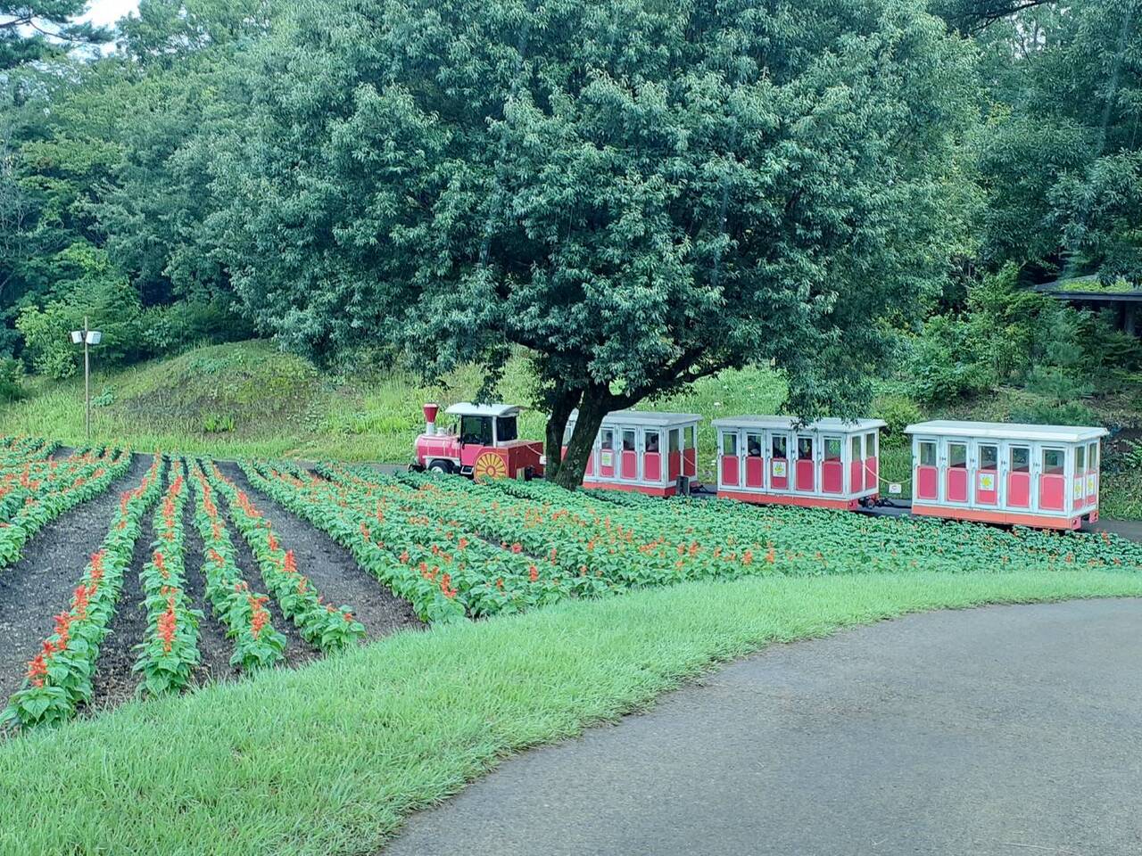 あかいはなとフラワートレイン