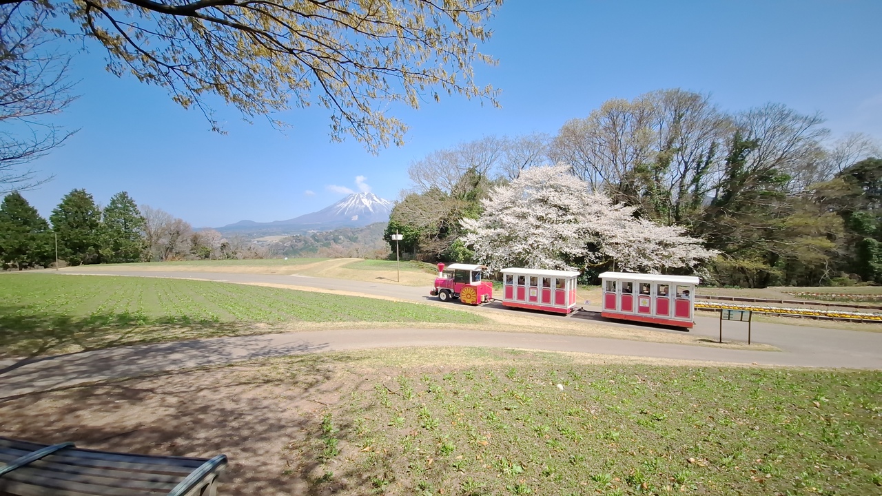 冠雪の大山と桜とフラワートレインと
