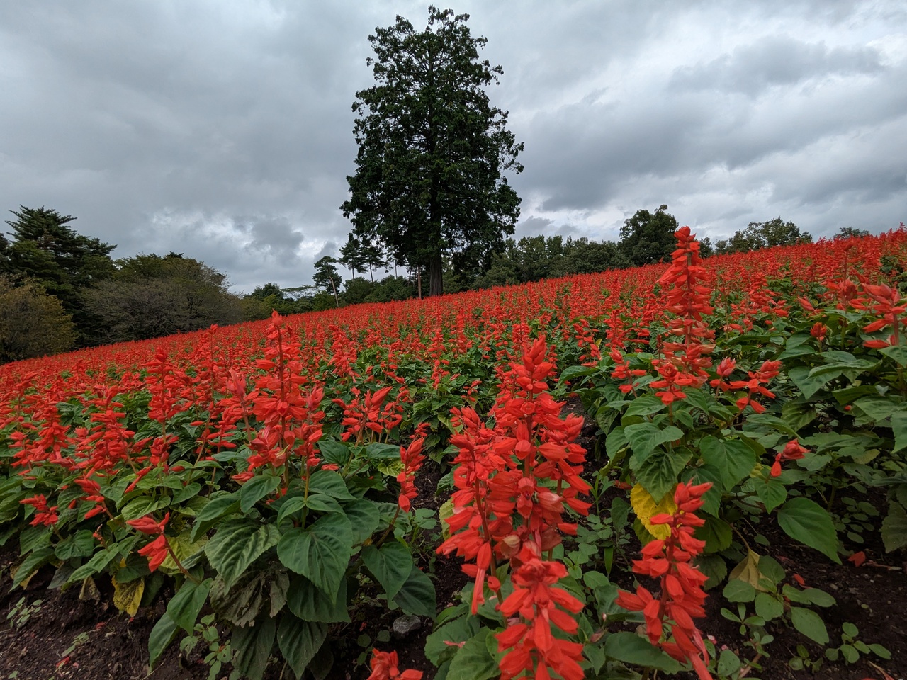 一本の大木とサルビアの赤い絨毯たち
