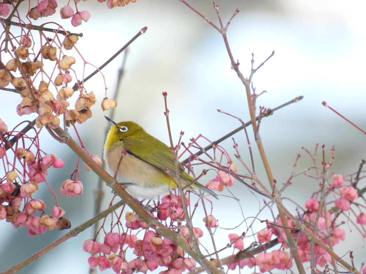 メジロはマユミが大好き