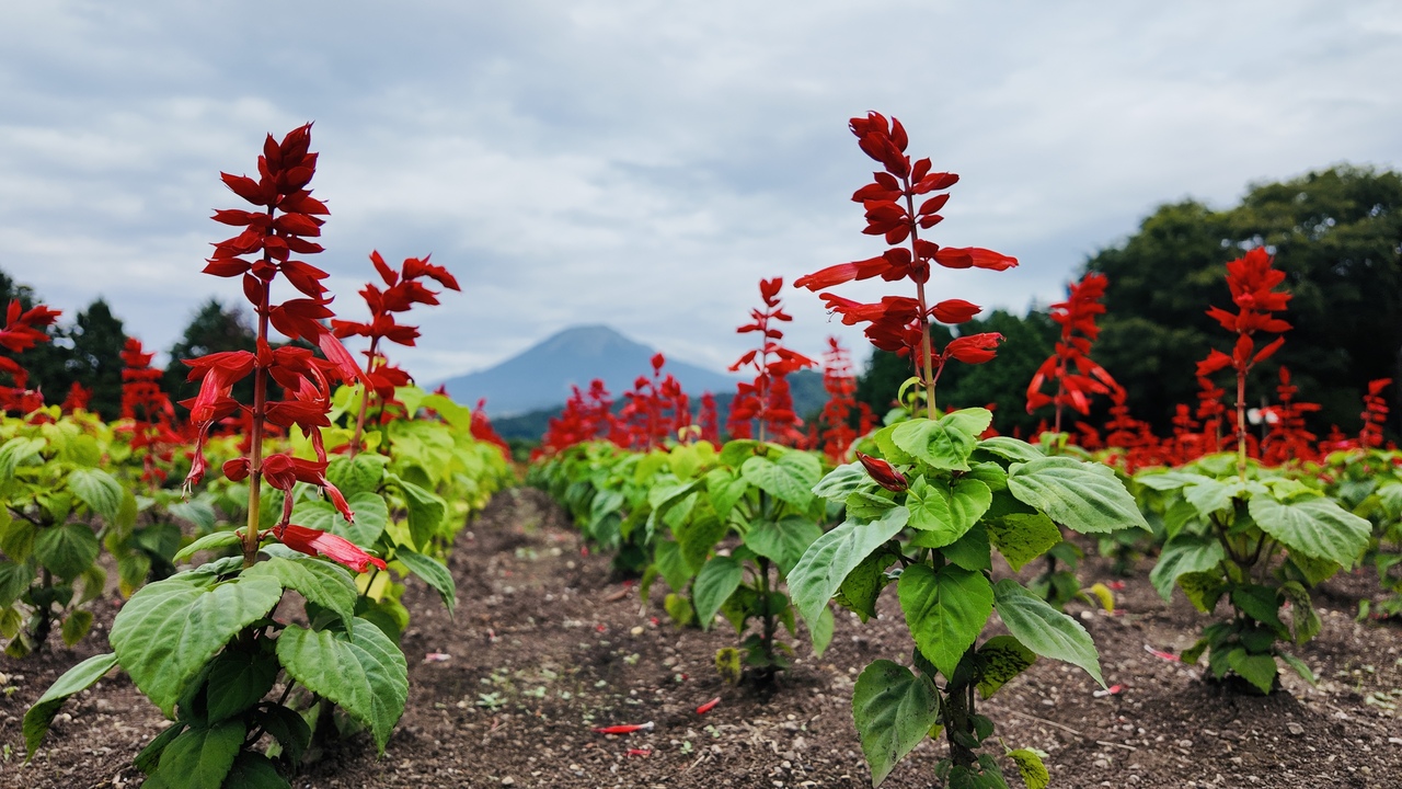 サルビアフラガール