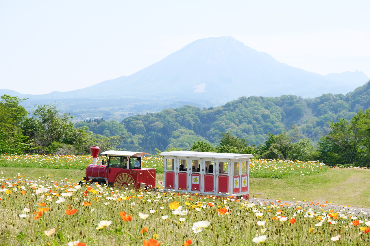ポピーとトレインと私の気持ちと