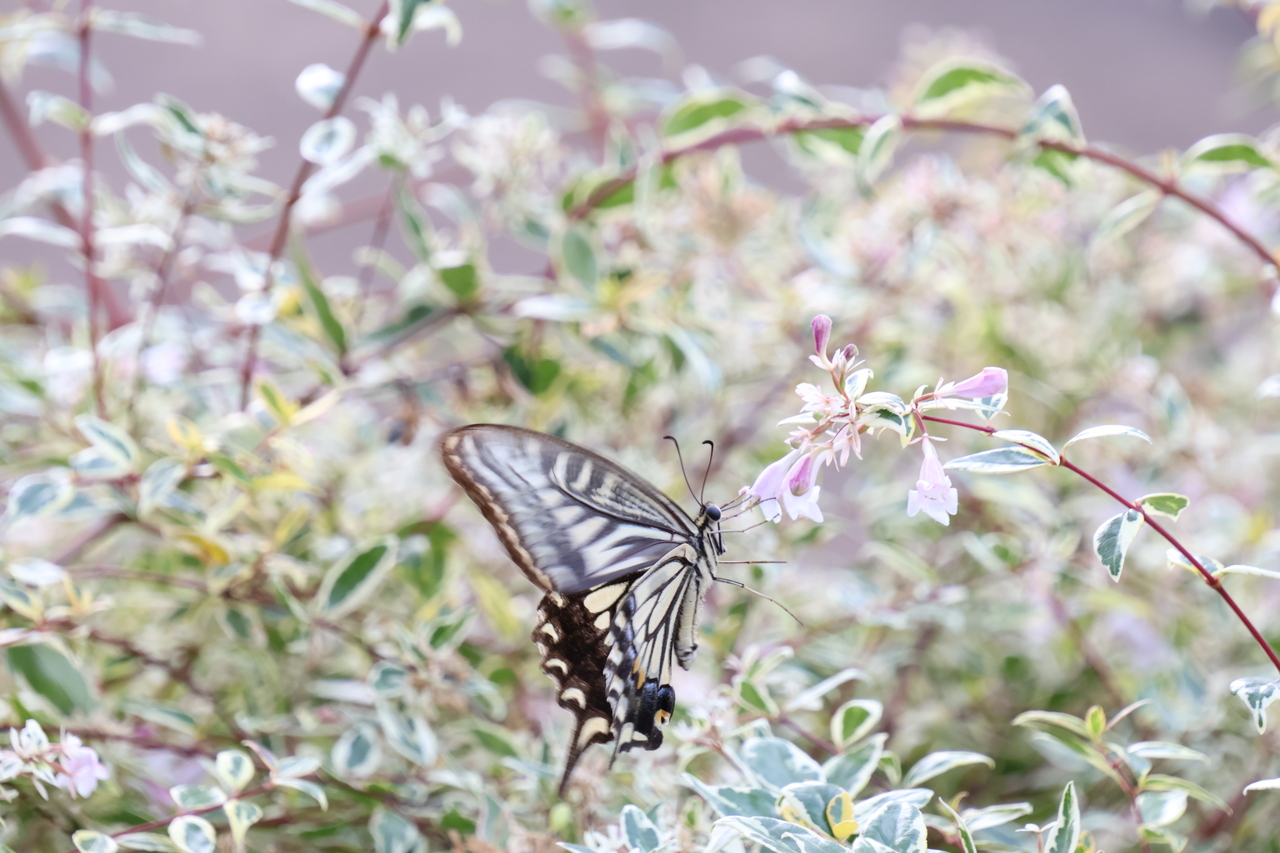 園内の片隅にて