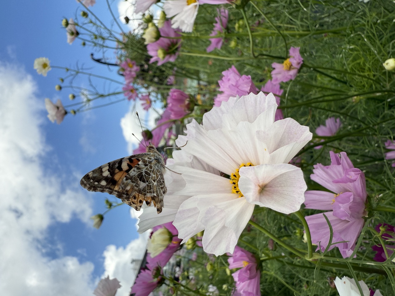秋桜と蝶の一期一会